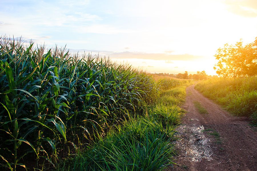About Us - Corn Field with Dirt Path at Sunset
